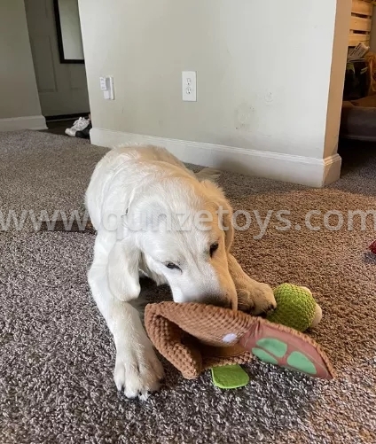 Pet Toys.jpg